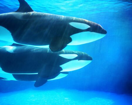 Was Segler über Orcas wissen sollten